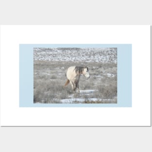 Wild horses, Arizona, nature, wildlife, gifts Posters and Art